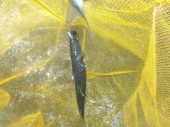 アユの釣果