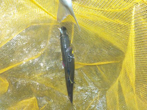 アユの釣果