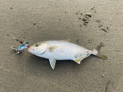 ショゴの釣果