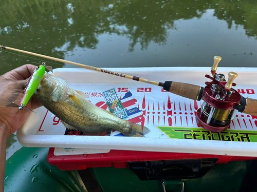 ラージマウスバスの釣果