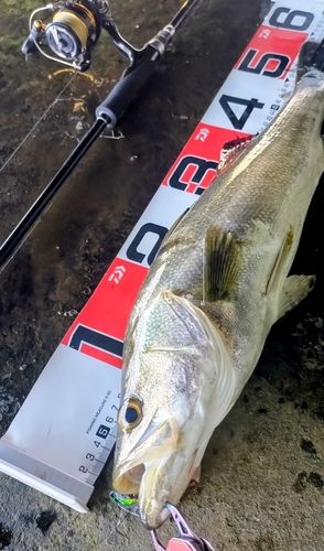 シーバスの釣果