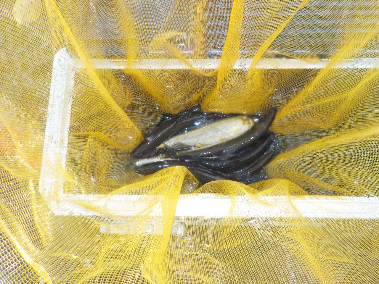 アユ