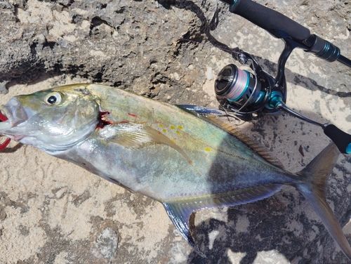 ナンヨウカイワリの釣果
