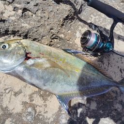 ナンヨウカイワリ