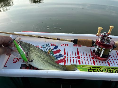 ラージマウスバスの釣果