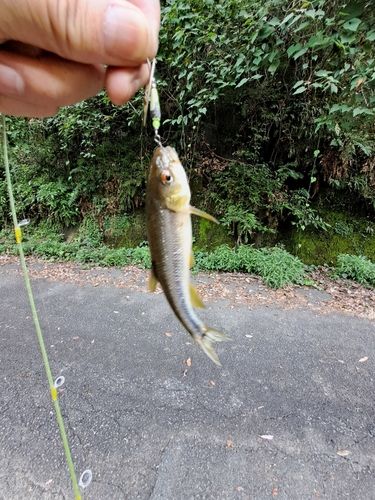カワムツの釣果