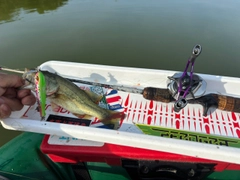 ラージマウスバスの釣果