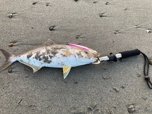 ショゴの釣果