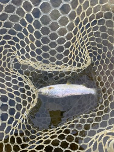 ブラウントラウトの釣果