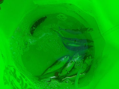 サバの釣果