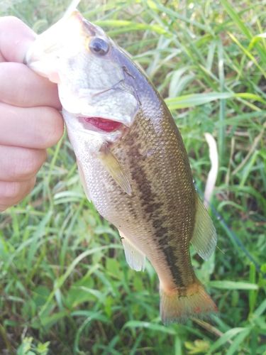 ラージマウスバスの釣果