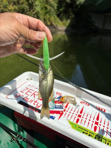 ラージマウスバスの釣果