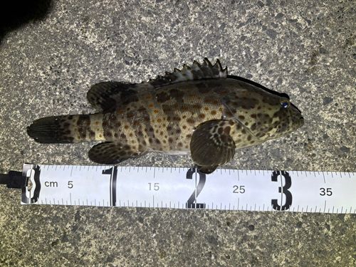 チャイロマルハタ