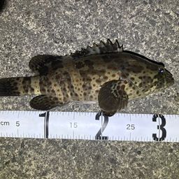 チャイロマルハタ