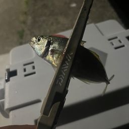 アジ