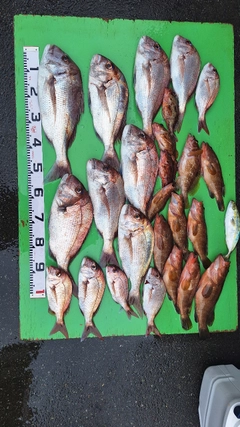マダイの釣果