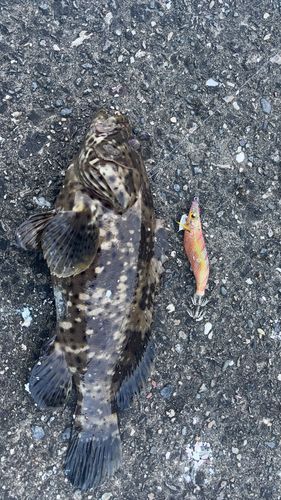 野見湾