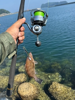オオモンハタの釣果
