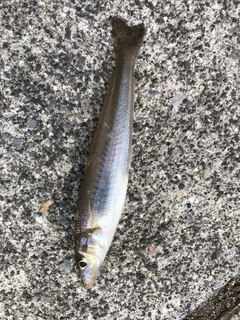 キスの釣果