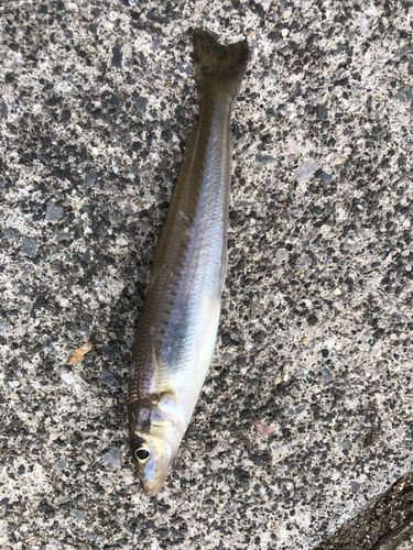 キスの釣果