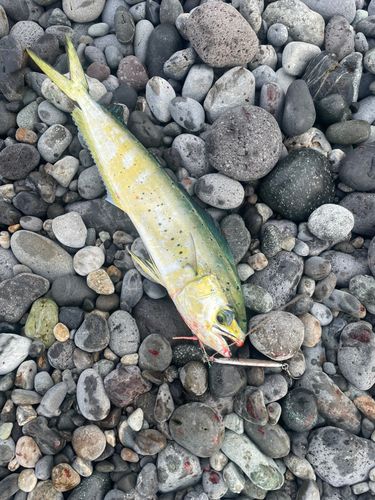 シイラの釣果
