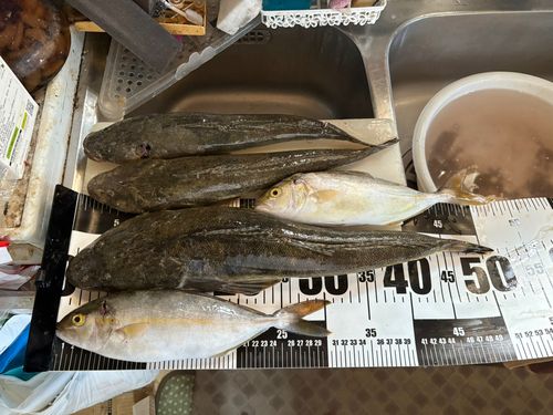 マゴチの釣果