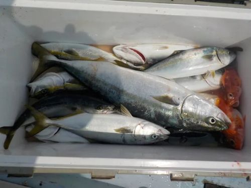 ハマチの釣果