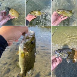 スモールマウスバス