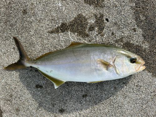 ショゴの釣果