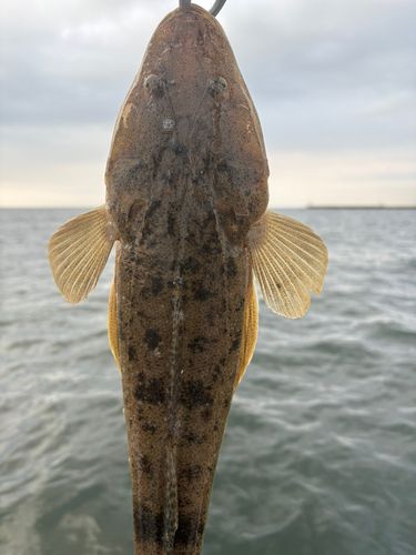 マゴチの釣果