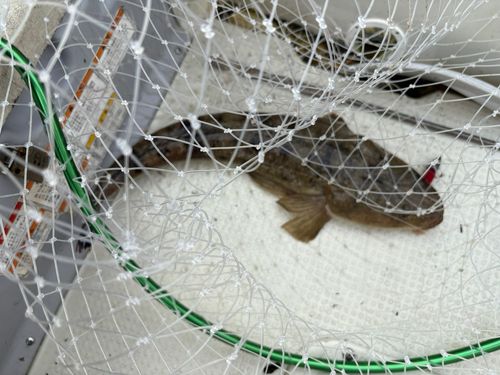 マゴチの釣果