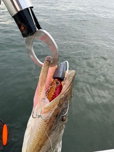 マゴチの釣果