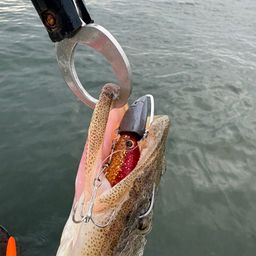 マゴチ