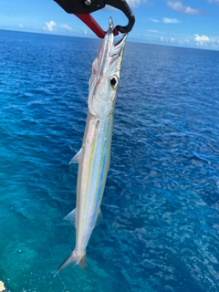 カマスの釣果