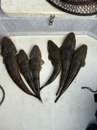 マゴチの釣果