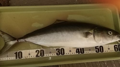 メジロの釣果