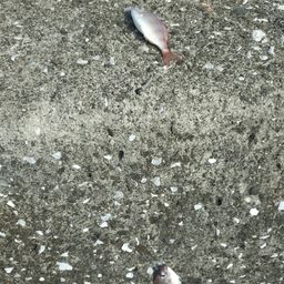 チャリコ