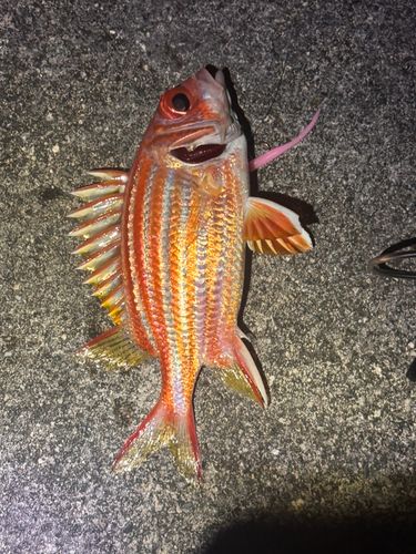 アヤメエビスの釣果