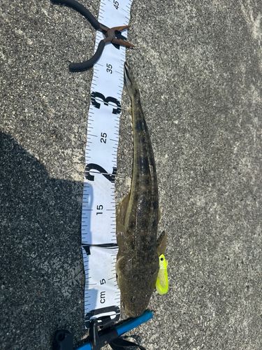 マゴチの釣果