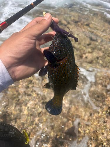アオノメハタの釣果