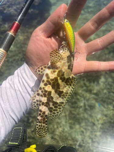 イシミーバイの釣果