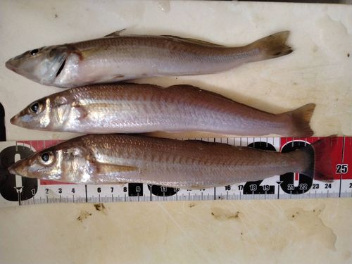 キスの釣果