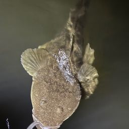 マゴチ