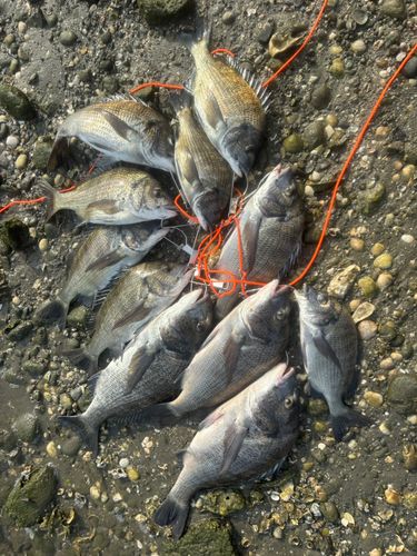 クロダイの釣果