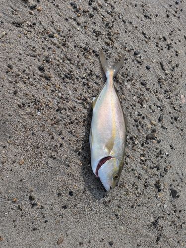 ツバスの釣果