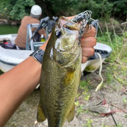 ラージマウスバス