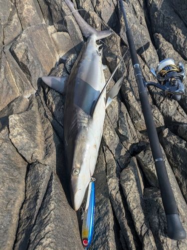 サメの釣果