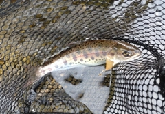 ヤマメの釣果