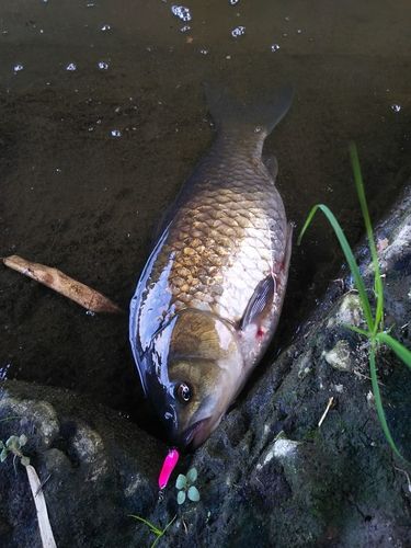 フナの釣果