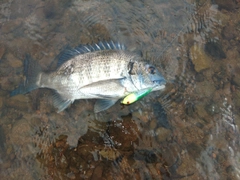 ミナミクロダイの釣果